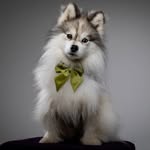 Shadow the Pomsky 🐾