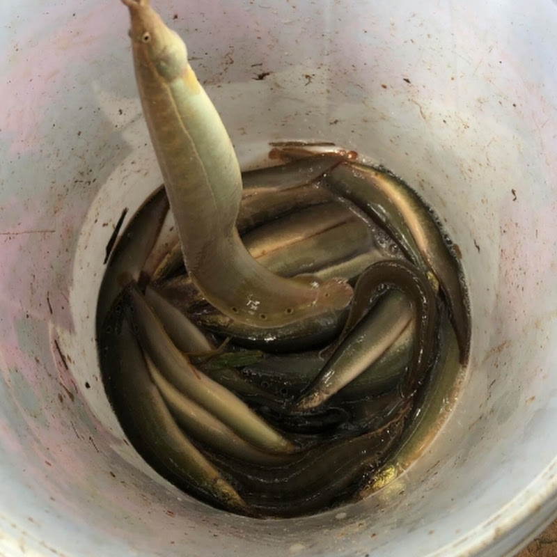 Chivit Papa Fishing 