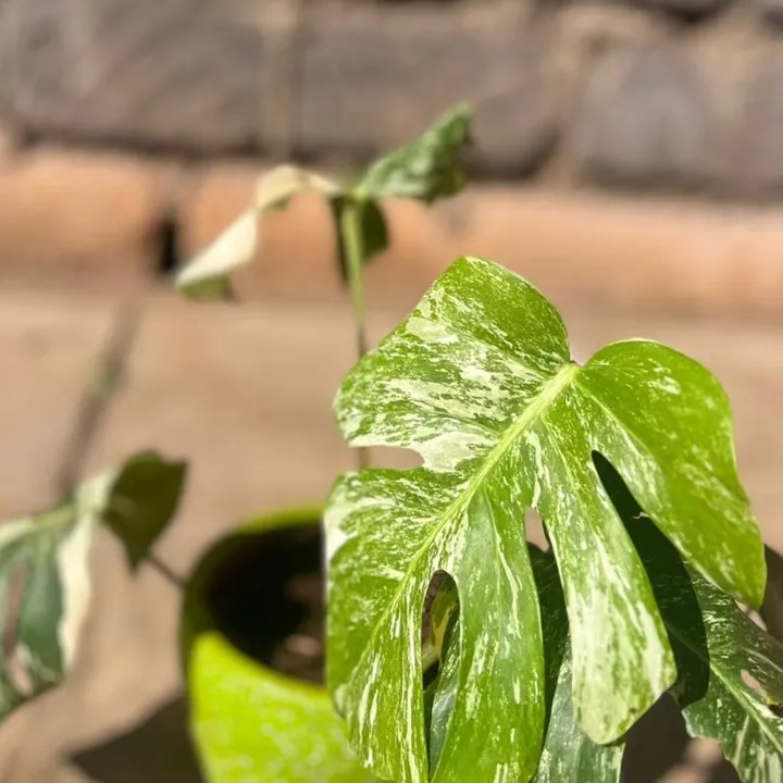 thekenyan_plantkioski