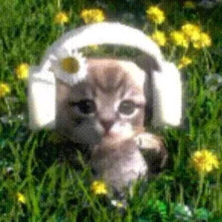 Guaiguai pet