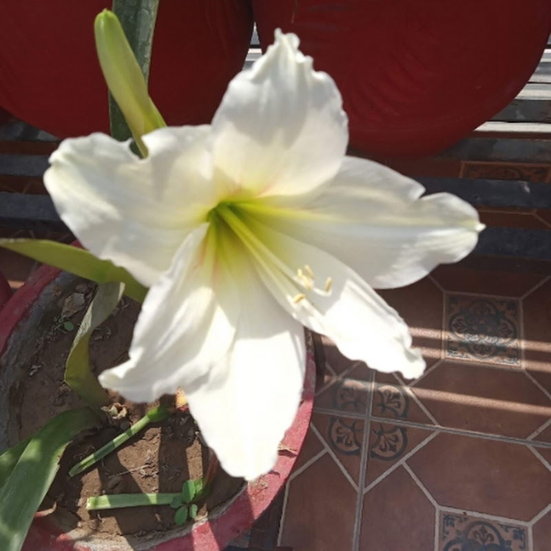 gardening with poonam n vlogs