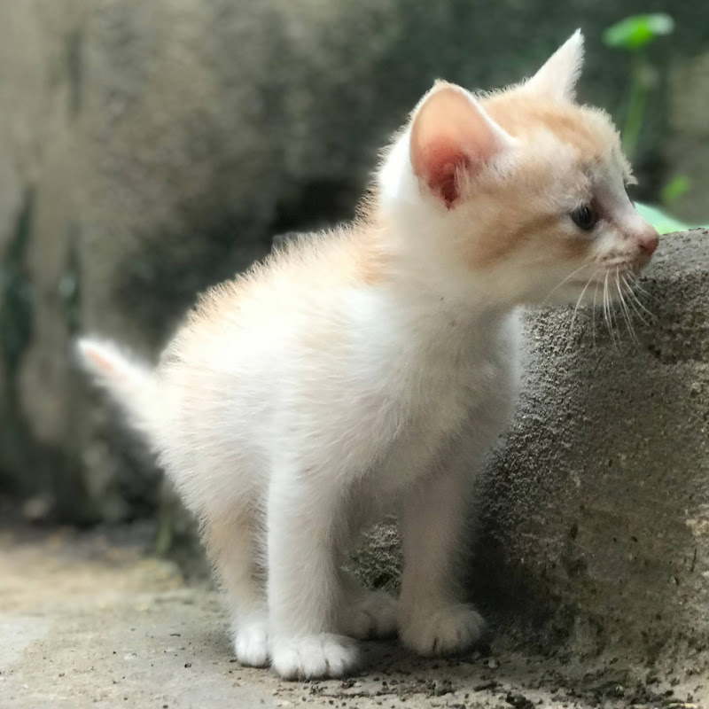 Kitten Life