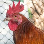 chickenrohen
