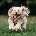 Tailor Mayde Dog & Pet Photography - Buffalo, NY