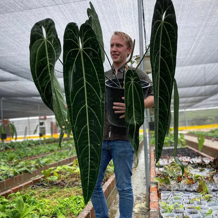 Plant that Plant
