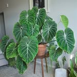 Houseplant Ideas