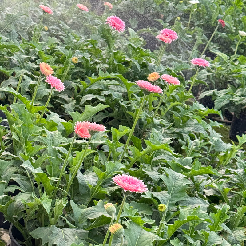 Australian flower farm