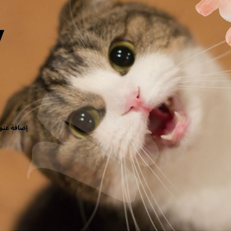 علي عيسي  مع القطط aliessa and cats 