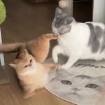 톰과 제리 고양이 남매들🐱
