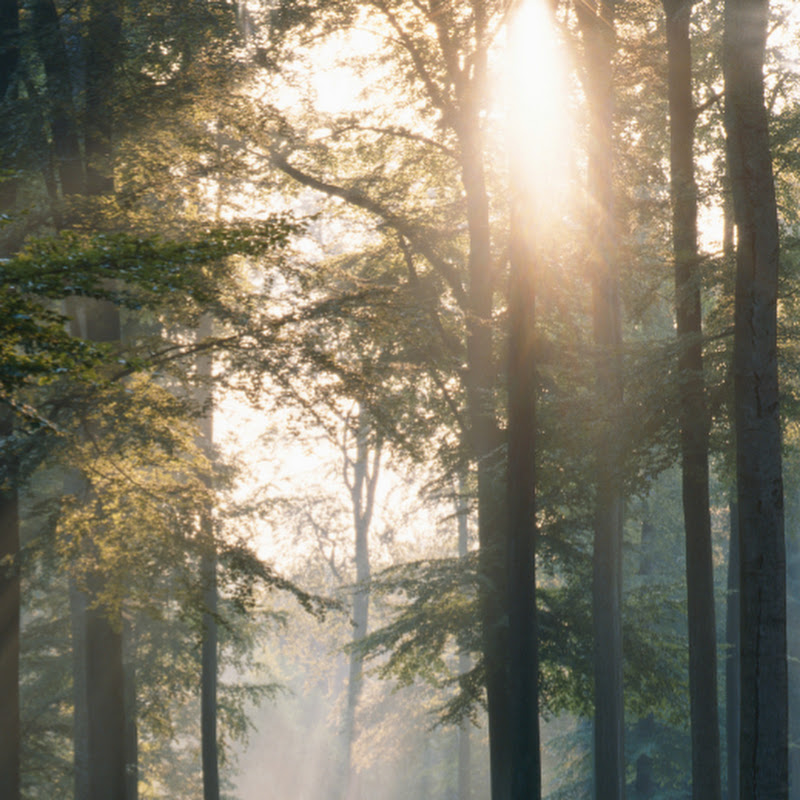 The Raw Power of Nature