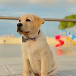 Tin Tin | The Lab
