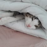 Mimi