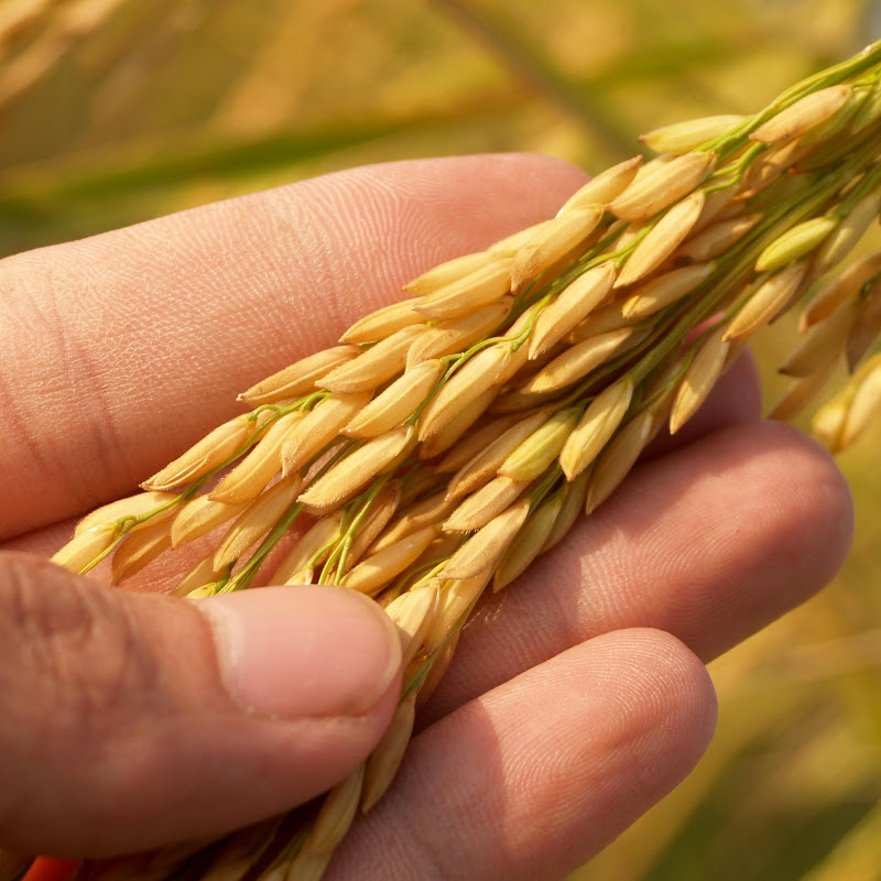 Brilliant Agriculture