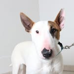 Bullterrier Lover