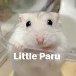 Little Paru