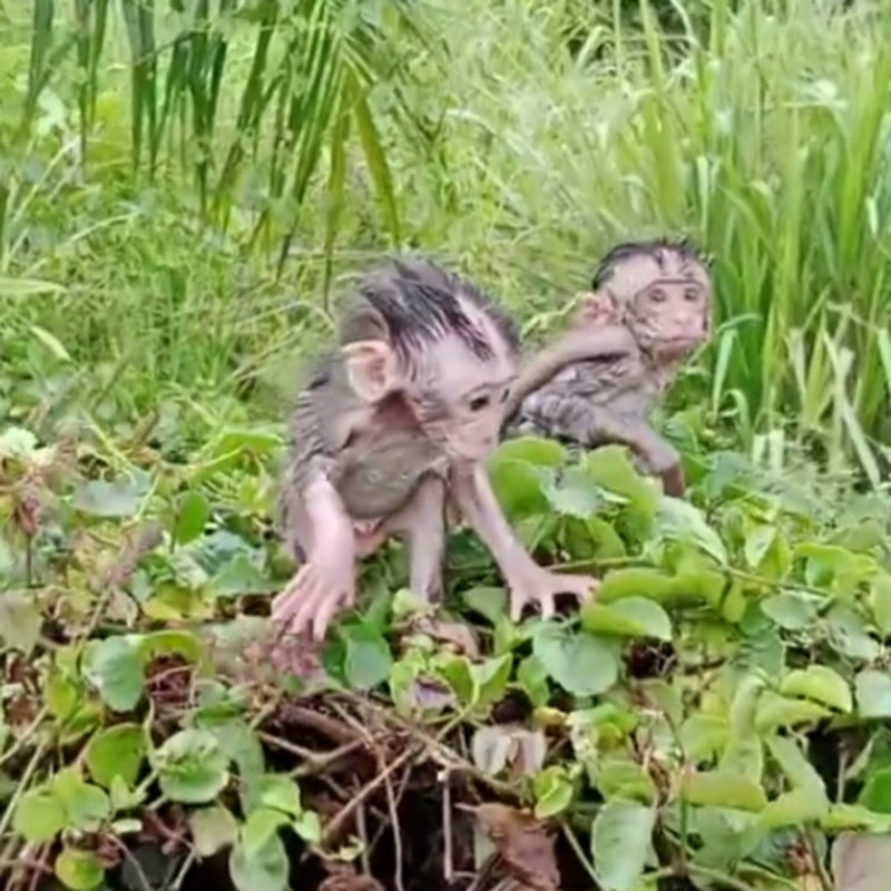 Happy monkey