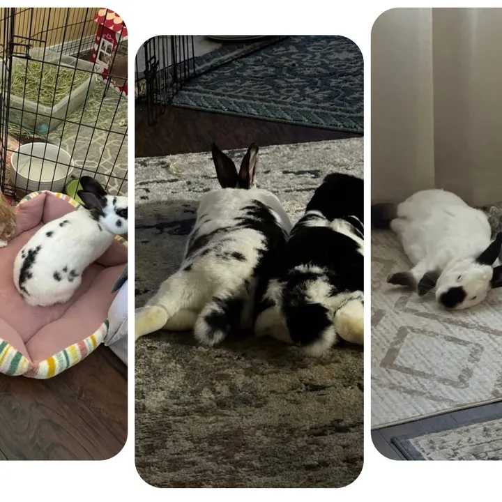 bunnyfoos