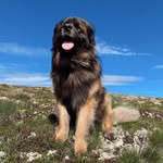 Arnold the Leonberger🇳🇴