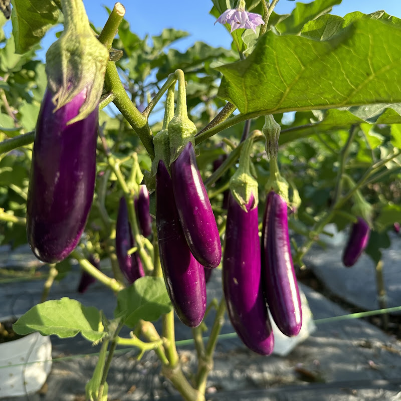 Farm to Life 