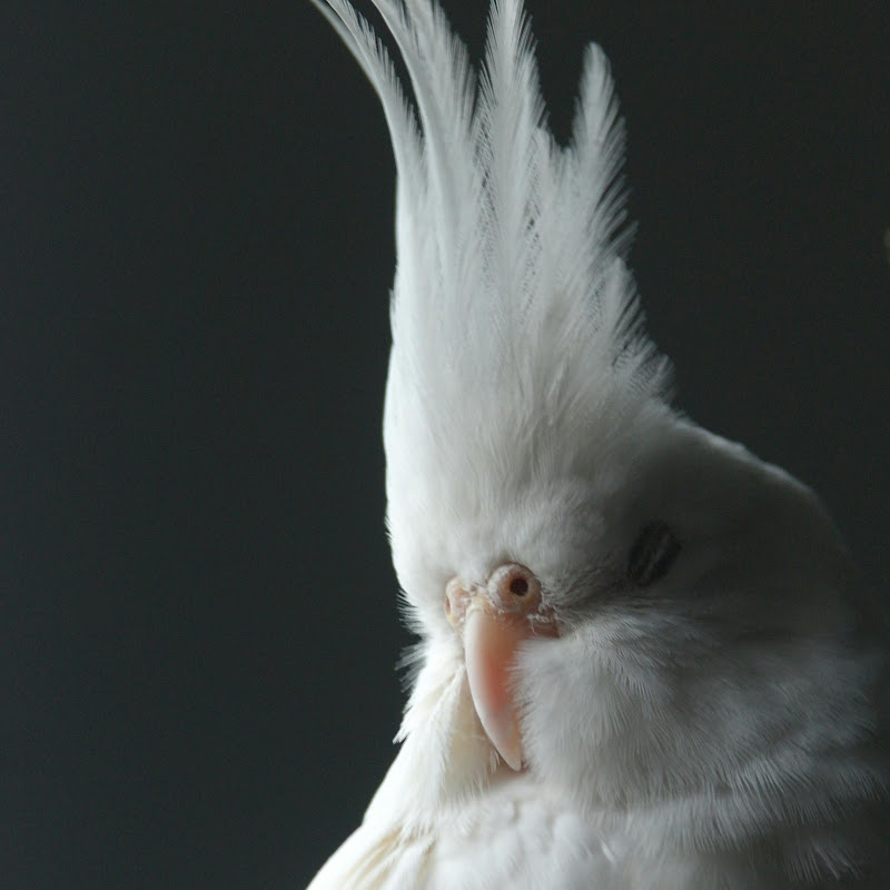 Cockatiel Life