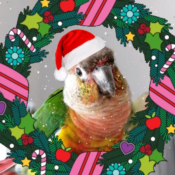 Oscar's Flock 🦜🇺🇦