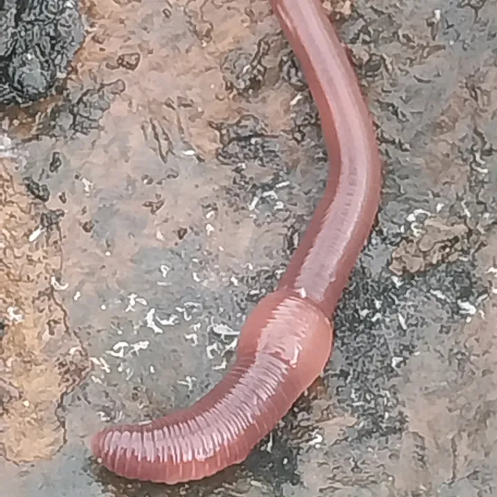 lombrices californiana🐉🏡✊️