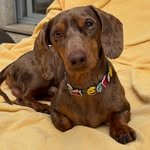 Moody | Miniature Dachshund