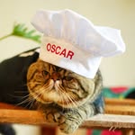 Oscar The Bull Cat