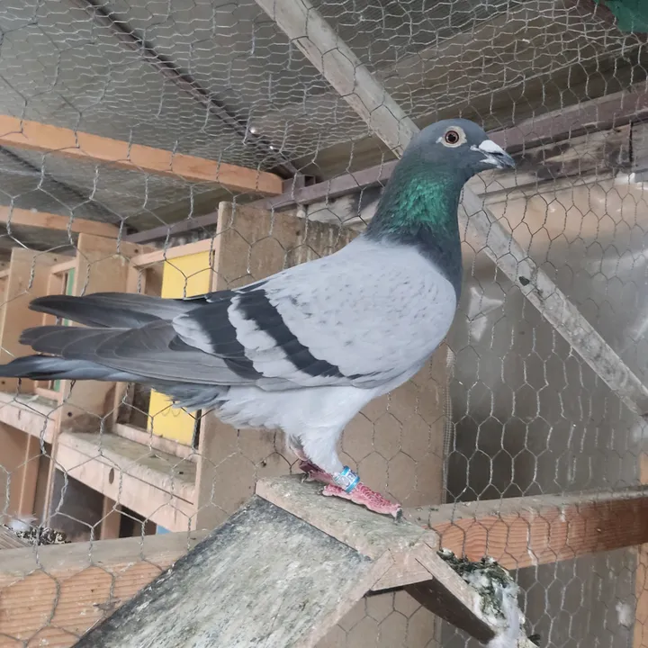 fast RuN
