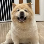 Taro & Tayu de Double Floof