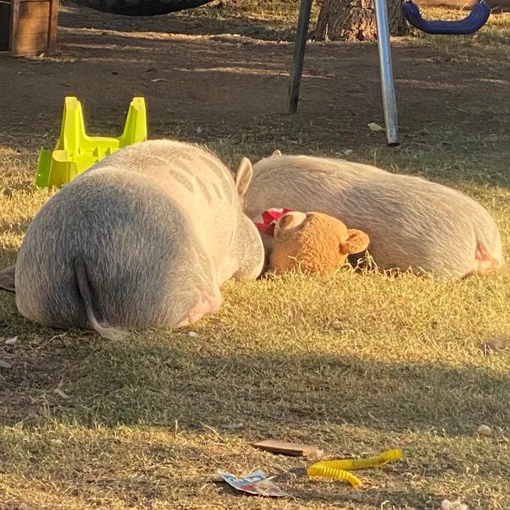 Penny Pig ❤️🐷