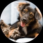 Pet Festival UAE