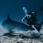 DOBAO 🔱 Diving • Travel