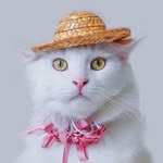 BROSSY MEOWINGTON 🇸🇬