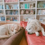 amanda | bookstagram
