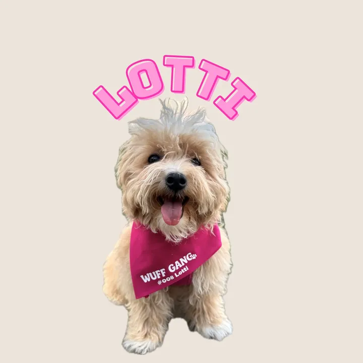 Lotti | Maltipoo 🐶🤎