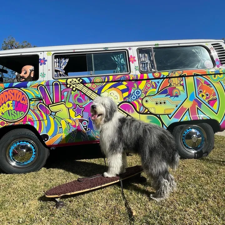 Bowie ☮️❤️🚎😃