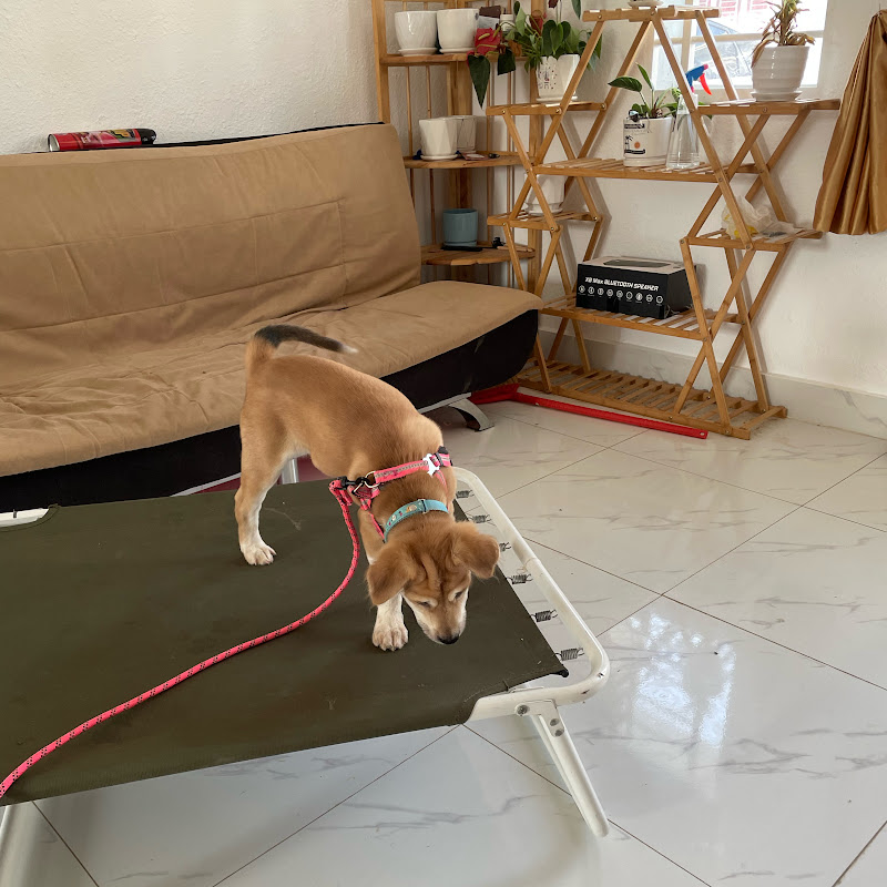 Pet Lover