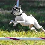 Jack Russell Terrier