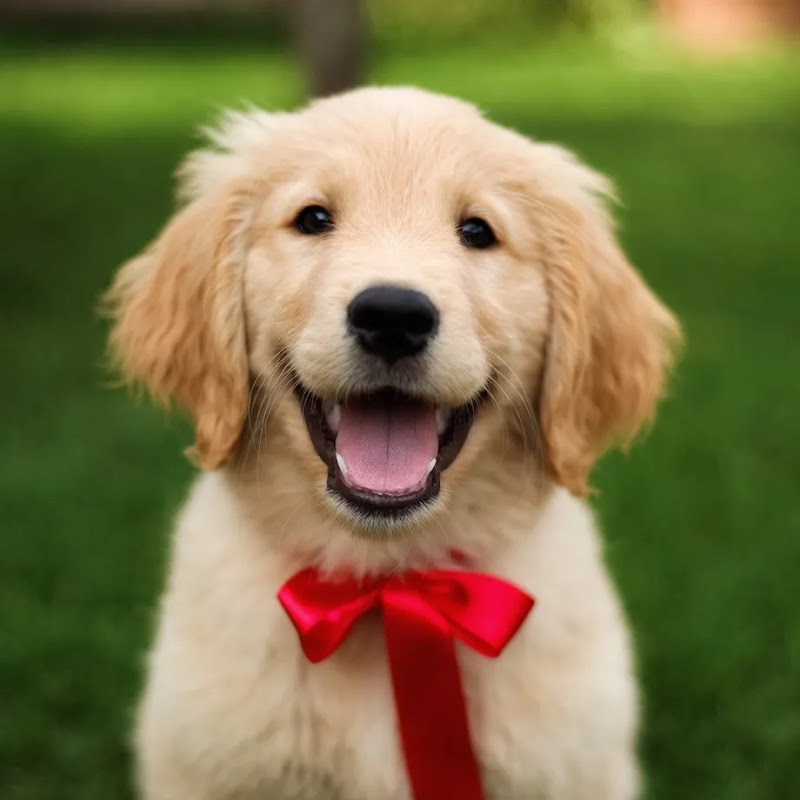 Golden Puppy