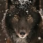 Wolves🐺🐺Empire