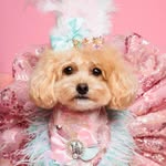Sweet Lola