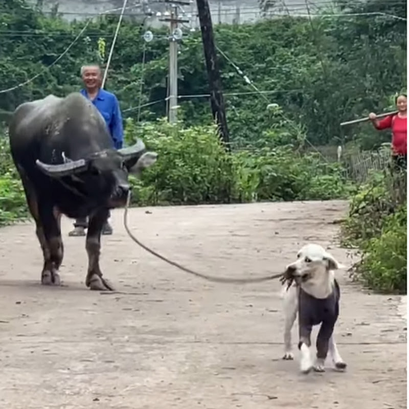 Qianhong Pet Dog