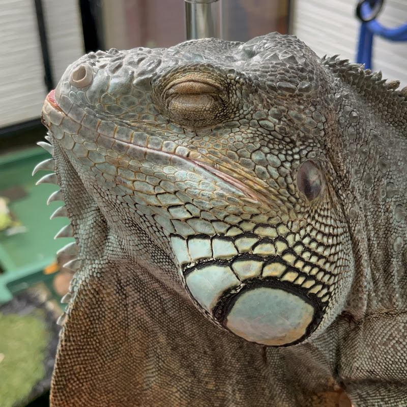 RyuzoZoo