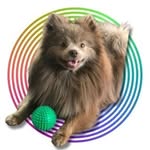 Zeppelin | Dogfluencer | UGC Creator