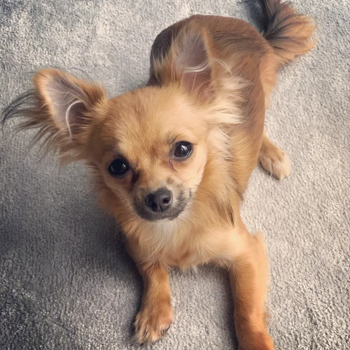 Chloe dog