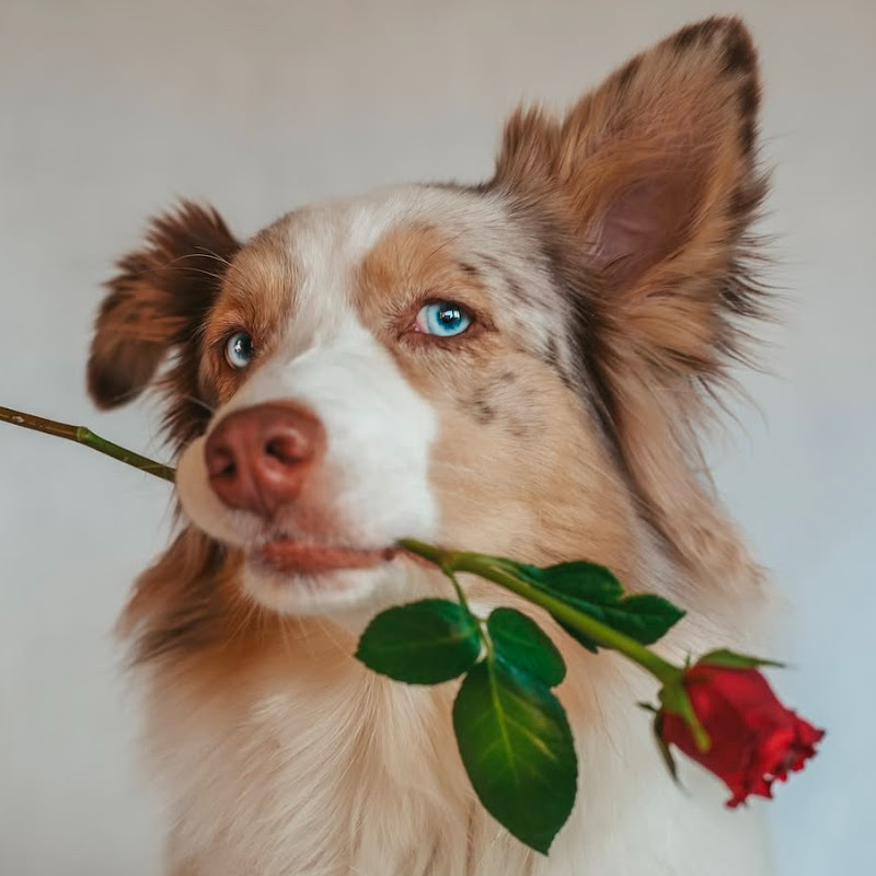 Aussie Lilo