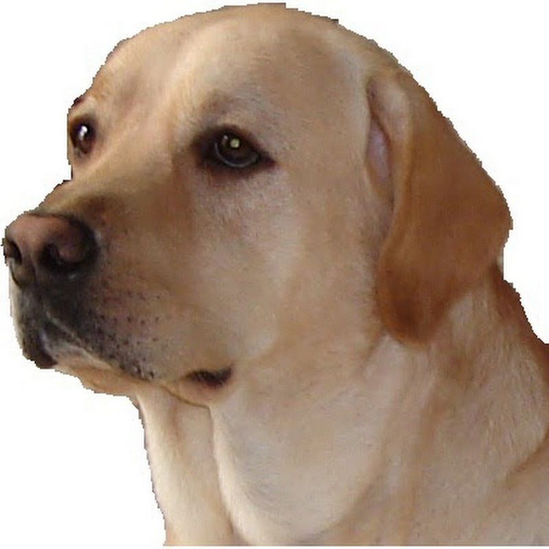 Lyka Pet Hospital Dindigul & Madurai