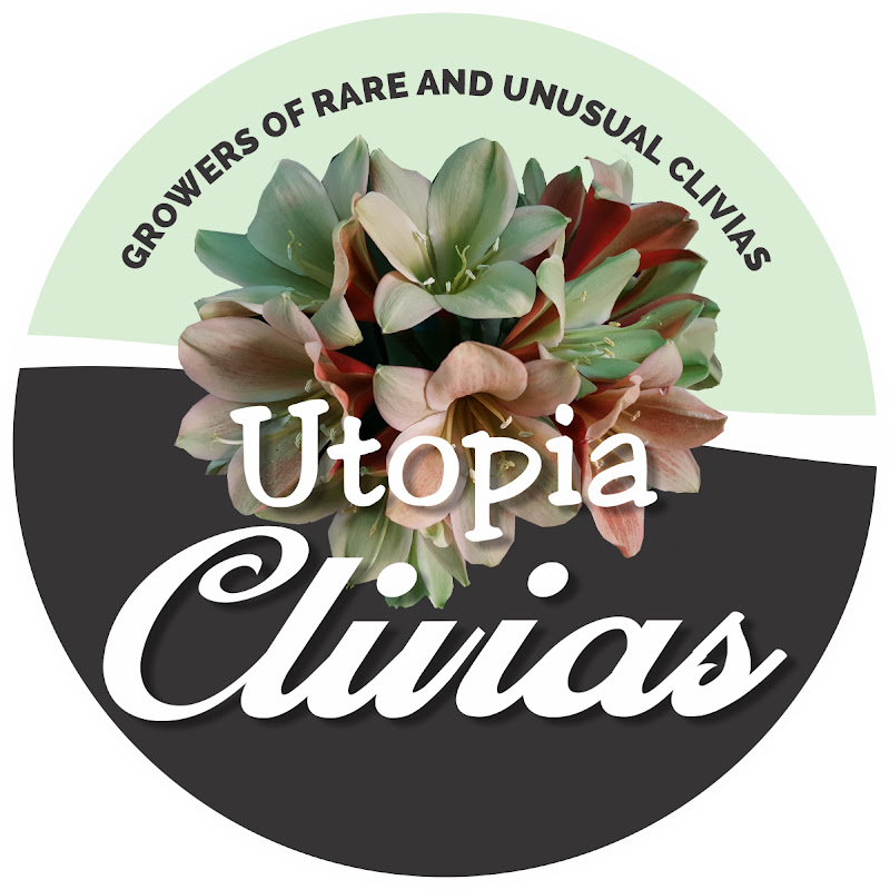 Utopia Clivias