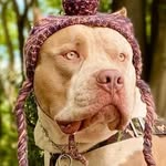 Thuram (Tutu) e Cris / Pet Influencer/ Pet Modelo Grande Porte